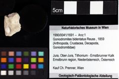 Foto (Objket + Etiketten) von Crustacea indet. 